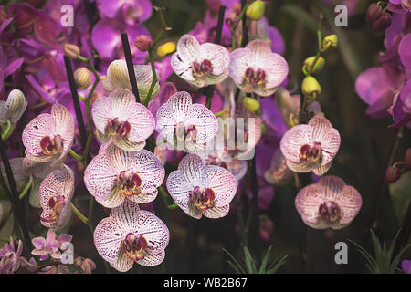 Dendrobium Pink Orchid, in der Nähe und Hintergrund Stockfoto