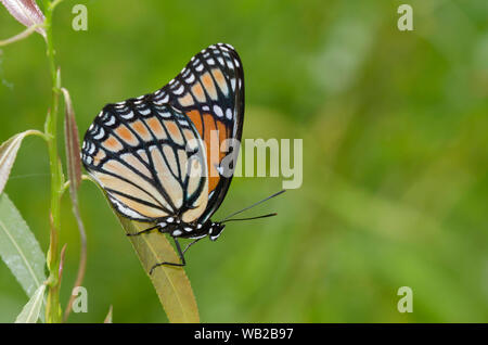 Viceroy, Limenitis Archippus, auf die Futterpflanzen Anlage thront, schwarze Weide, Salix nigra Stockfoto