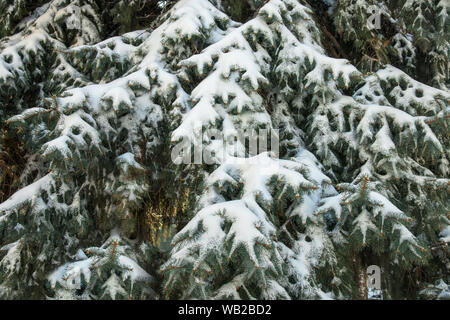 Blue spruce Bäume mit Schnee im Wald am Nachmittag im Winter abgedeckt. Vor Weihnachten und Neues Jahr. Hintergrund Stockfoto