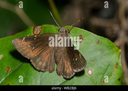 Nordwolkenflügel, Cecropterus pylades, weiblich Stockfoto