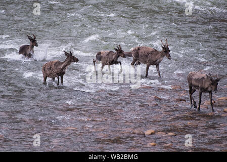 Yukon, Kanada - 22. Juli 2016: Der Porcupine Caribou Herde Sommer Migration durch Yukon Arctic North Slope Region.. Stockfoto