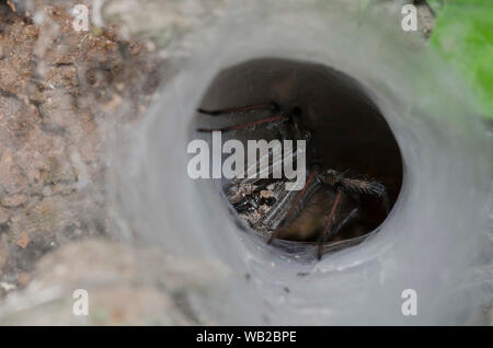 Funnelweb Spider, Familie Agelenidae, im Web Stockfoto
