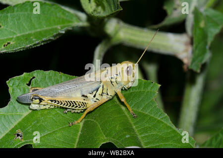 Differential Heuschrecke, Melanoplus differentialis, Weiblich Stockfoto