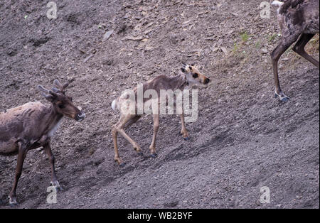 Yukon, Kanada - 22. Juli 2016: Der Porcupine Caribou Herde Sommer Migration durch Yukon Arctic North Slope Region.. Stockfoto