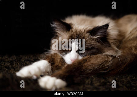 Russisch Blau-eyed cat aus St. Petersburg. Eine seltene edle Rasse von Katzen. Neva Masquerade, Langhaar, Sibirische. Farbe zeigen. Stockfoto