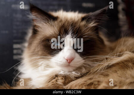 Russisch Blau-eyed cat aus St. Petersburg. Eine seltene edle Rasse von Katzen. Neva Masquerade, Langhaar, Sibirische. Farbe zeigen. Stockfoto