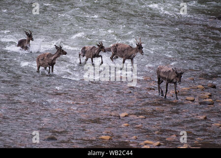 Yukon, Kanada - 22. Juli 2016: Der Porcupine Caribou Herde Sommer Migration durch Yukon Arctic North Slope Region.. Stockfoto