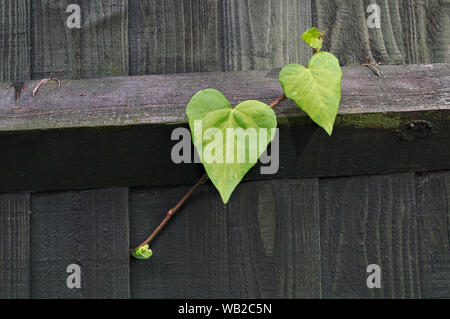 Ivy kommend durch Zaun Stockfoto