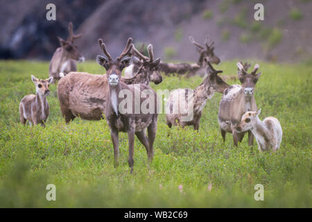 Yukon, Kanada - 22. Juli 2016: Der Porcupine Caribou Herde Sommer Migration durch Yukon Arctic North Slope Region.. Stockfoto