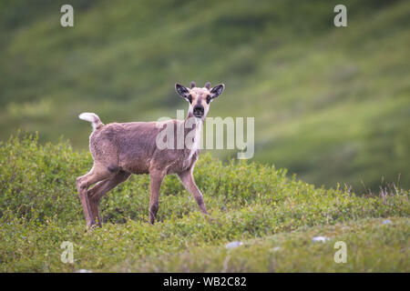 Yukon, Kanada - 22. Juli 2016: Der Porcupine Caribou Herde Sommer Migration durch Yukon Arctic North Slope Region.. Stockfoto