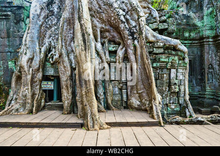 Tetrameles nudiflora ist der berühmte spung Baum in der Ta Prohm Tempel Ruinen in Siem Reap, Kambodscha wächst Stockfoto