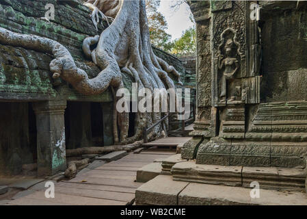 Tetrameles nudiflora ist der berühmte spung Baum in der Ta Prohm Tempel Ruinen in Siem Reap, Kambodscha wächst Stockfoto