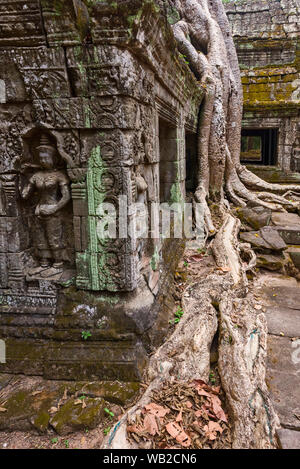 Tetrameles nudiflora ist der berühmte spung Baum in der Ta Prohm Tempel Ruinen in Siem Reap, Kambodscha wächst Stockfoto