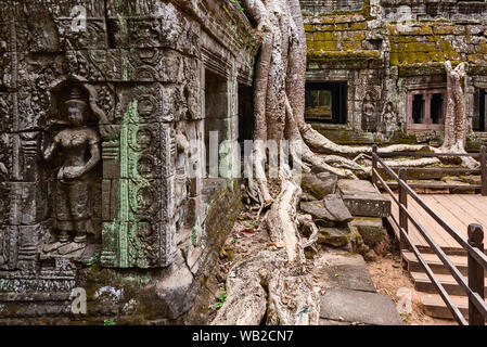 Riesige Wurzeln über kunstvoll geschnitzten Stein in Ta Prohm Tempel in Siem Reap, Kambodscha Stockfoto