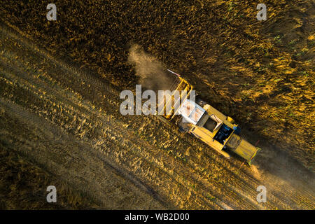 Häcksler der Maschine auf dem Feld. Bereich der reifen Weizen. Bauern arbeiten. Stockfoto