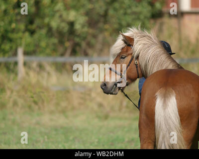 Ein Schuss von einem Pony im Ring aus hinter dem Pferd genommen. Stockfoto