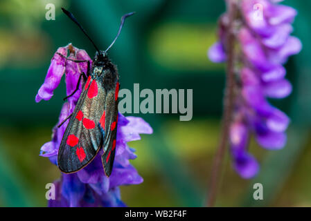 Six-spot Burnet - Zygaena Filipendulae, Bild am 11. Juli 2019 auf Whisby Natur Park. Stockfoto