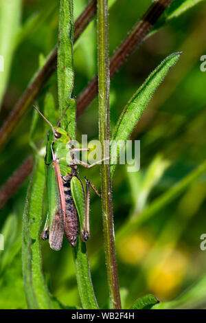 Gemeinsame Grüne Heuschrecke - Omocestus viridulus, Bild am 11. Juli 2019 auf Whisby Natur Park. Stockfoto