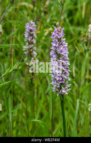 Native Marsh Orchidee - Dactylorhiza fuchsii/Gemeinsame getupft Orchidee: Bild am 11. Juli 2019 auf Whisby Natur Park. Stockfoto