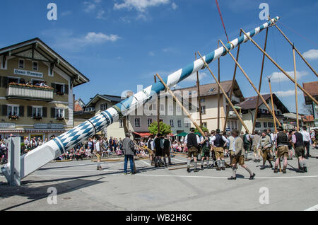 Eine der ältesten Traditionen noch in Oberbayern gepflegt ist die Einrichtung des traditionellen Maibaum zusammen mit Musik und Bier trinkt. Stockfoto