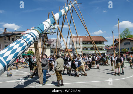 Eine der ältesten Traditionen noch in Oberbayern gepflegt ist die Einrichtung des traditionellen Maibaum zusammen mit Musik und Bier trinkt. Stockfoto