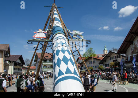 Eine der ältesten Traditionen noch in Oberbayern gepflegt ist die Einrichtung des traditionellen Maibaum zusammen mit Musik und Bier trinkt. Stockfoto