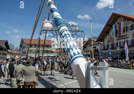 Eine der ältesten Traditionen noch in Oberbayern gepflegt ist die Einrichtung des traditionellen Maibaum zusammen mit Musik und Bier trinkt. Stockfoto