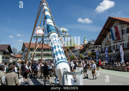 Eine der ältesten Traditionen noch in Oberbayern gepflegt ist die Einrichtung des traditionellen Maibaum zusammen mit Musik und Bier trinkt. Stockfoto