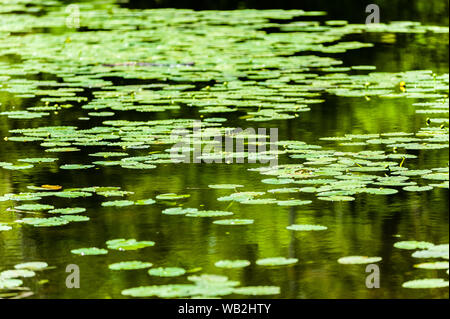 Teich von vielen Seerosen schwimmen auf der Oberfläche zurück in die verschwommene Distanz. Stockfoto