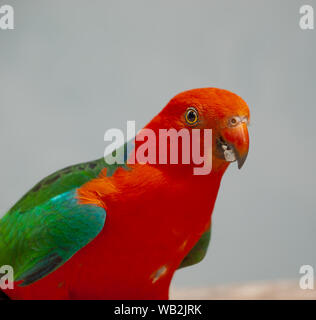 Nahaufnahme der männlichen australischen Papageien, König Parrot Alisterus scapularis Stockfoto