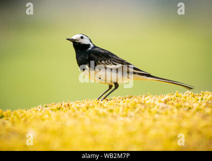 Pied wagtail auf einer Hecke in Cornwall. Stockfoto