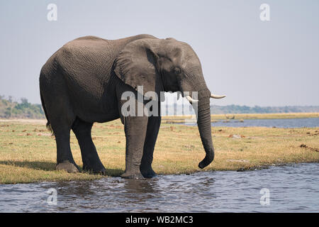 Afrikanischer Elefant spaziert am Wasser während einer Chobe-Safari in Botswana, Afrika. Stockfoto