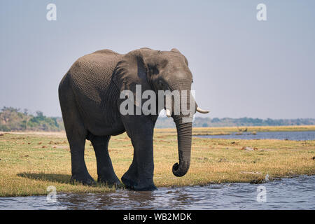 Afrikanischer Elefant spaziert am Wasser während einer Chobe-Safari in Botswana, Afrika. Stockfoto
