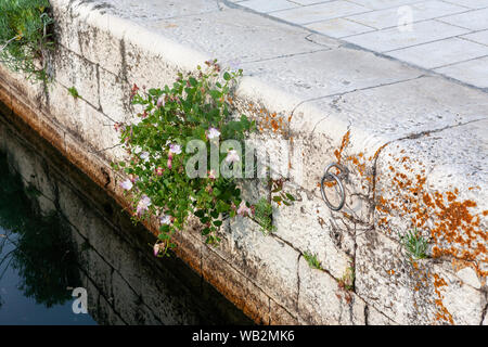 Blumen wachsen am Kai an der hübschen kleinen Dorf von Kaštel Lukšić, Kroatien Stockfoto