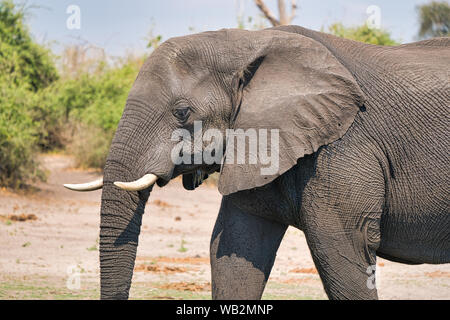 Afrikanische Elefanten aus nächster Nähe auf der Chobe Safari in Botswana, Afrika, mit Stoßzähnen, faltiger Haut und großem Ohr im Sonnenlicht Stockfoto