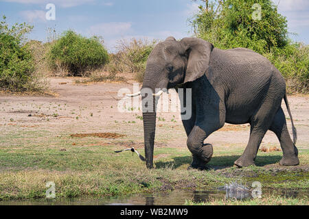 Afrikanische Elefanten wandern neben einem Wasserloch im Chobe-Nationalpark, Botswana, einer klassischen Safari-Tierwelt in Afrika. Stockfoto