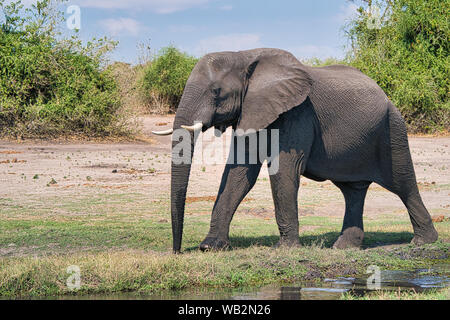Afrikanische Elefanten wandern neben einem Wasserloch im Chobe-Nationalpark, Botswana, einer klassischen Safari-Tierwelt in Afrika. Stockfoto
