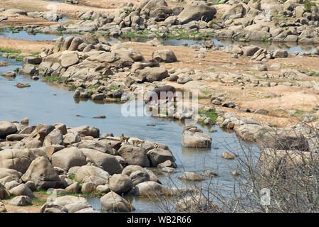 Hippopotamus zu Fuß ins Wasser. Stockfoto