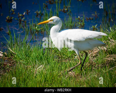 Wildtiere in der Natur Stockfoto