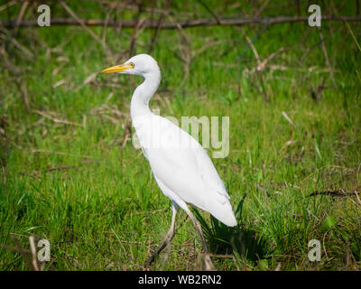 Wildtiere in der Natur Stockfoto