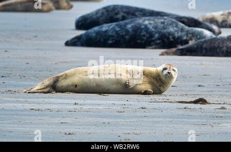 Grau Dichtung auf South Beach ofHeligoland - Insel Düne - Deutschland Stockfoto