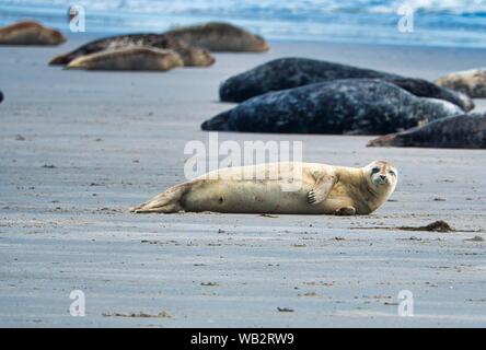 Grau Dichtung auf South Beach ofHeligoland - Insel Düne - Deutschland Stockfoto