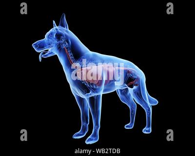 Hund Anatomie, computer Abbildung. Stockfoto