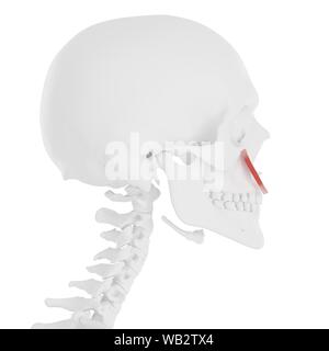 Levator labii superioris Muskel, computer Abbildung. Stockfoto