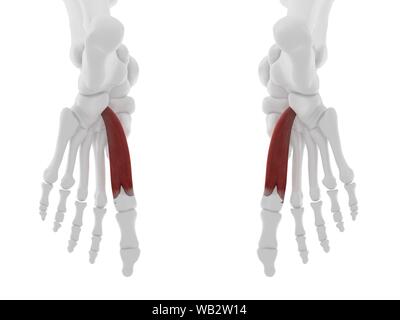 Flexor hallucis brevis Muskel, computer Abbildung. Stockfoto