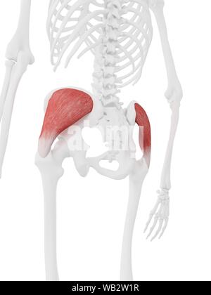 Gluteus medius Muskel, computer Abbildung. Stockfoto