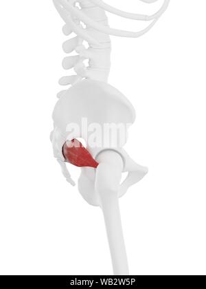 Piriformis Muskel, computer Abbildung. Stockfoto