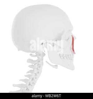 Levator labii superioris alaeque nasi Muskel, computer Abbildung. Stockfoto