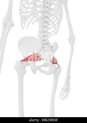 Piriformis Muskel, computer Abbildung. Stockfoto