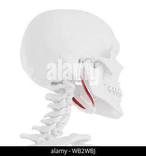 Stylohyoid Muskel, computer Abbildung. Stockfoto